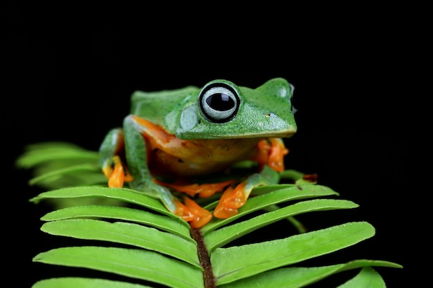 枝に飛んでいるカエル緑の葉に美しいアマガエルrachophorusreinwardtiiジャワのアマガエル