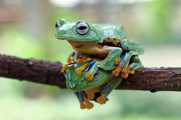 Flying frog on branch beautiful tree frog on green leaves rachophorus reinwardtii Javan tree frog