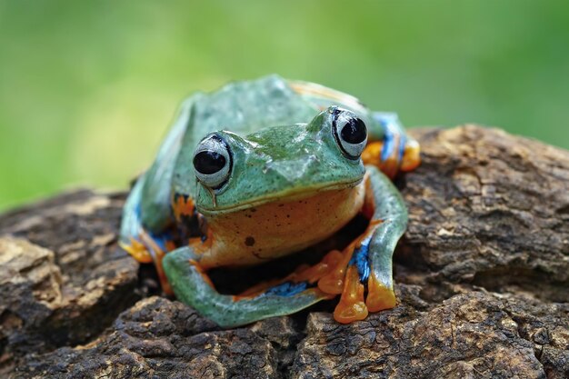 枝に飛んでいるカエル緑の葉に美しいアマガエルrachophorusreinwardtiiジャワのアマガエル