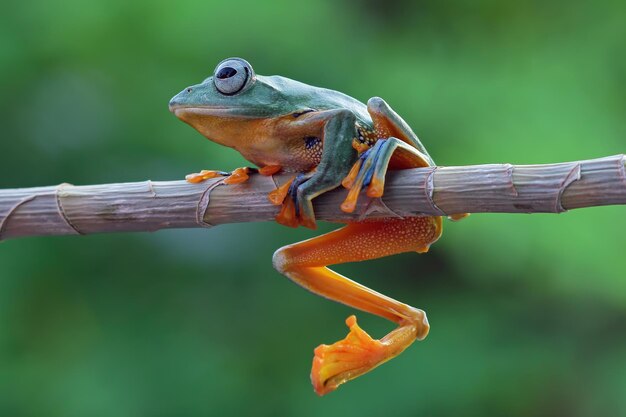 枝に飛んでいるカエル緑の葉に美しいアマガエルrachophorusreinwardtiiジャワのアマガエル