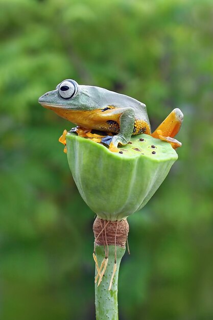 Flying frog on branch beautiful tree frog on green leaves rachophorus reinwardtii Javan tree frog