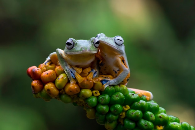 Flying frog closeup beautiful tree frog on red flower animal closeup rhacophorus reinwardtii