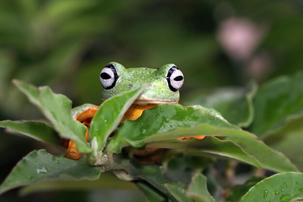 Flying frog closeup face on branch Javan tree frog closeup image rhacophorus reinwartii on green leaves