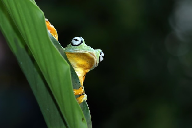 Flying frog closeup face on branch Javan tree frog closeup image rhacophorus reinwartii on green leaves