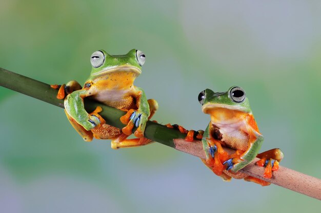 Flying frog closeup face on branch Javan tree frog closeup image rhacophorus reinwartii on green leaves