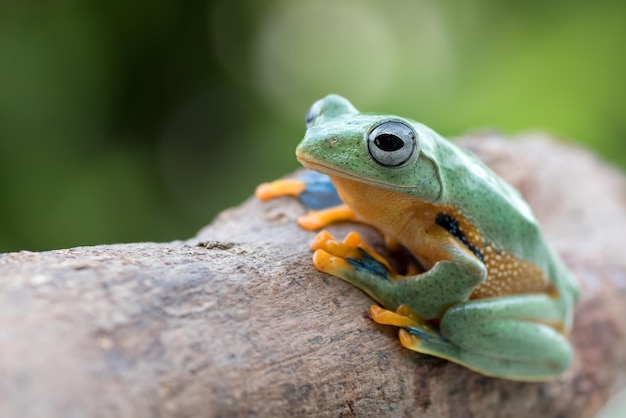 Flying frog closeup face on branch Javan tree frog closeup image rhacophorus reinwartii on green leaves