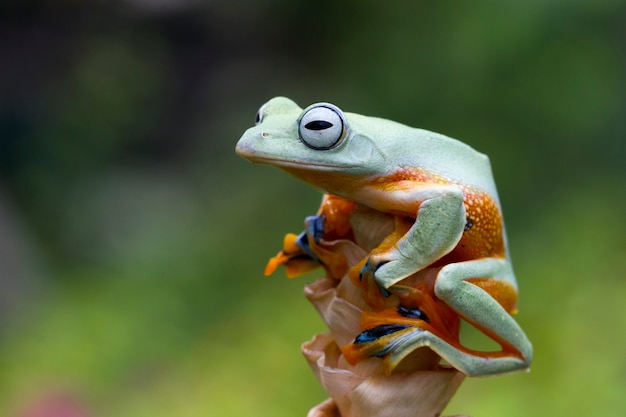 枝に飛んでいるカエルのクローズアップ顔ジャワのアマガエルのクローズアップ画像rhacophorusreinwartii