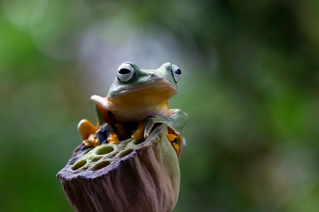 Flying frog closeup face on branch Javan tree frog closeup image rhacophorus reinwartii