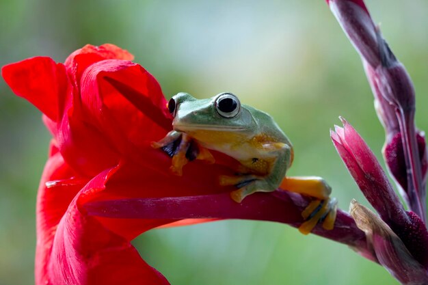 Flying frog closeup face on branch Javan tree frog closeup image