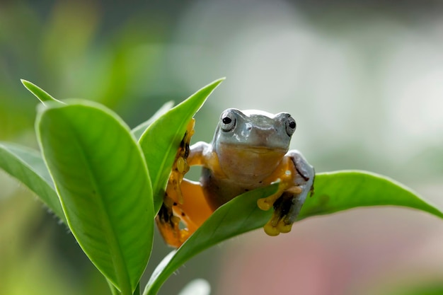 Flying frog closeup face on branch Javan tree frog closeup image