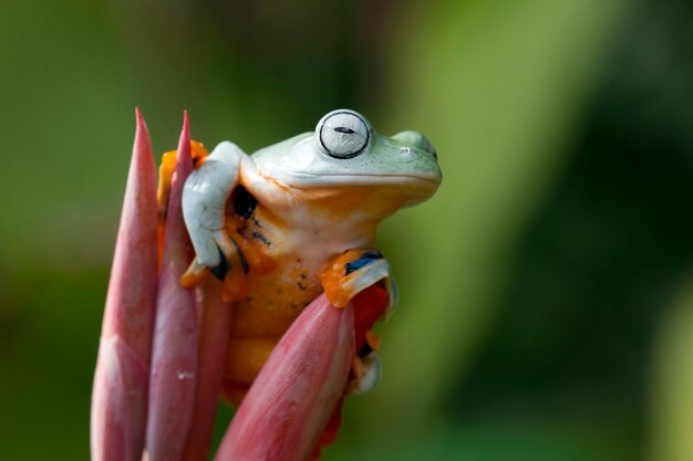 Flying frog closeup face on branch Javan tree frog closeup image