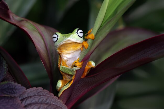 Free photo flying frog closeup face on branch javan tree frog closeup image