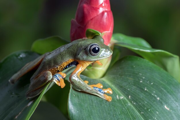Flying frog closeup face on branch Javan tree frog closeup image