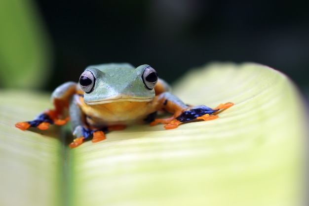 Flying frog closeup face on branch Javan tree frog closeup