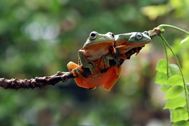 Flying frog closeup face on branch