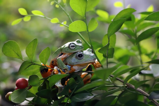 Flying frog closeup face on branch