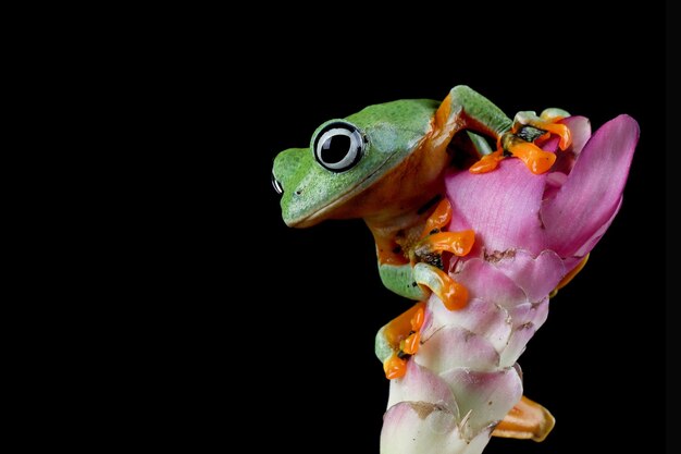 Flying frog closeup face on flower Javan tree frog closeup image