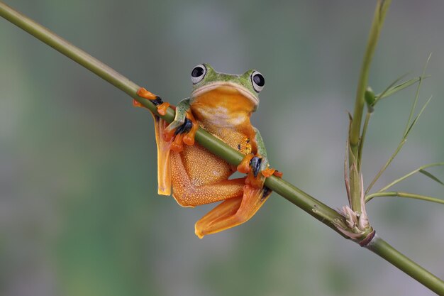 緑の枝に飛んでいるカエルのクローズアップの顔