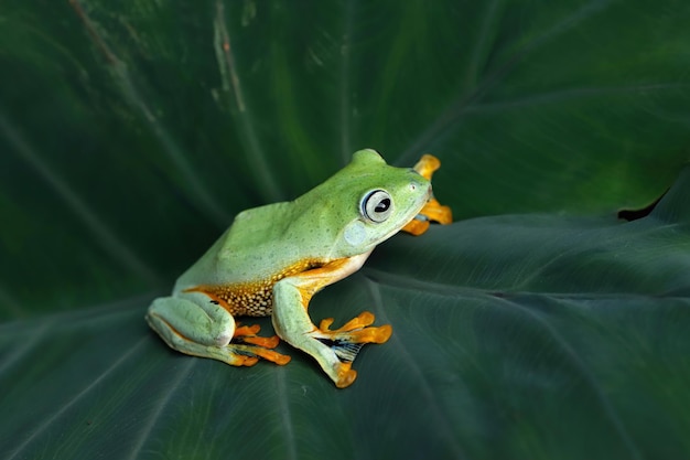 Бесплатное фото Лицо летающей лягушки крупным планом на зеленых листьях