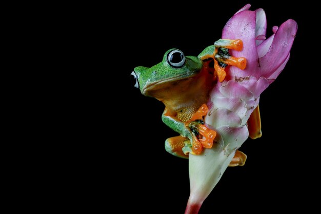 ピンクの花に飛んでいるカエルのクローズアップの顔