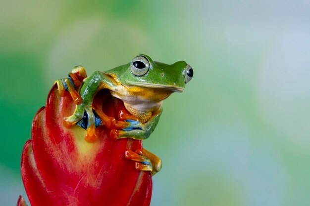 Flying frog closeup face on red bud