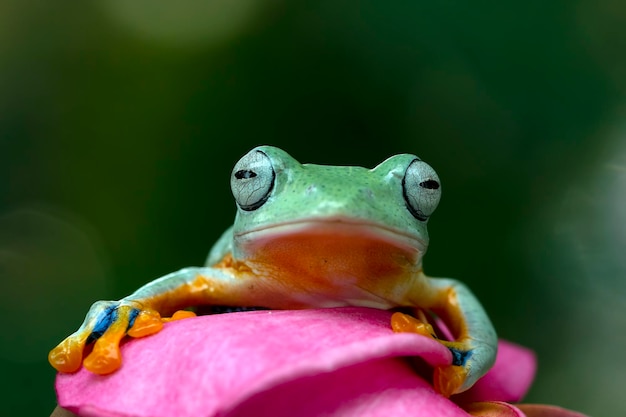 Flying frog closeup on red flower