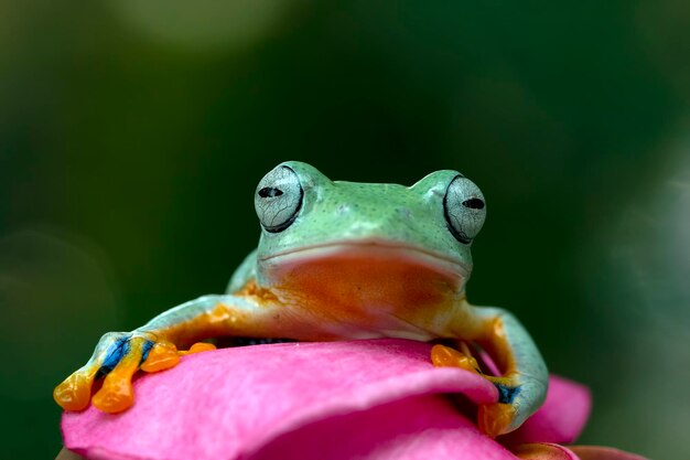 赤い花の空飛ぶカエルのクローズアップ