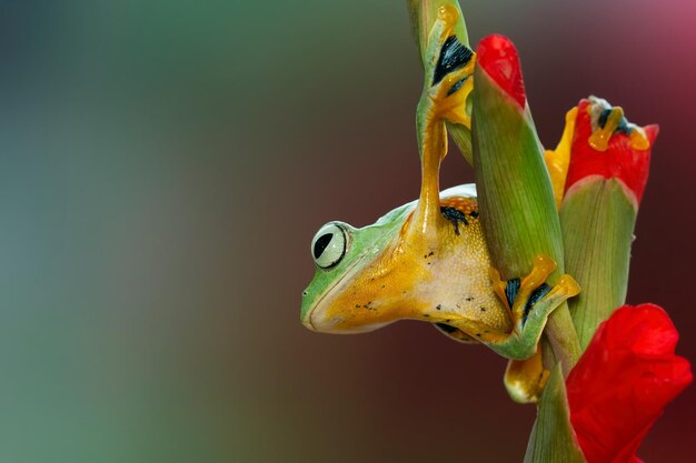 Flying frog on red flower beautiful tree frog on red flower animal closeup