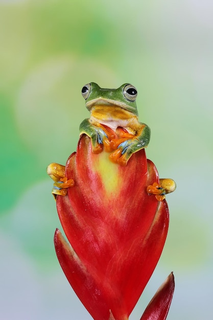 Flying frog sit on flower buds beautiful tree frog on branch rachophorus reinwardtii Javan tree frog