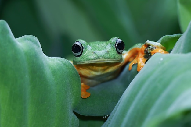 Flying frog sitting on branch beautiful tree frog on branch rachophorus reinwardtii Javan tree frog