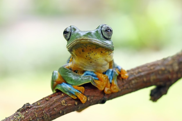 Flying frog sitting on branch beautiful tree frog on branch rachophorus reinwardtii Javan tree frog