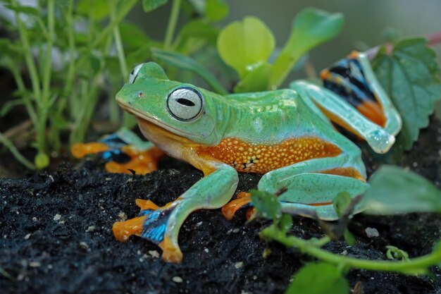 枝に座っている空飛ぶカエル枝に座っている美しい木のカエルrachophorusreinwardtiiジャワのアマガエル