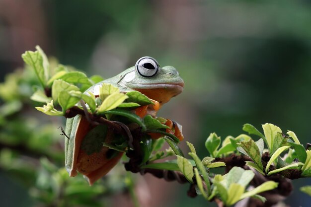 Flying frog sitting on branch beautiful tree frog on branch