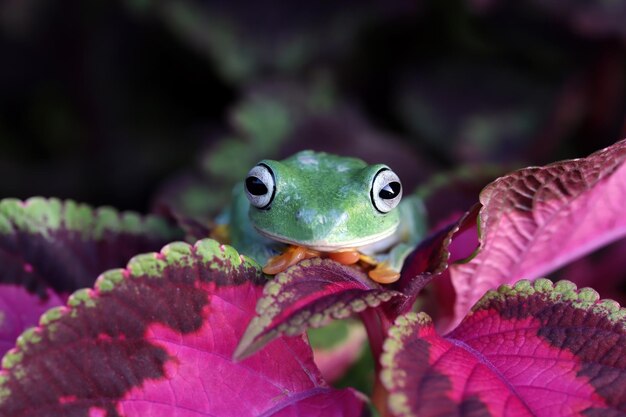 Flying frog sitting on branch beautiful tree frog on branch