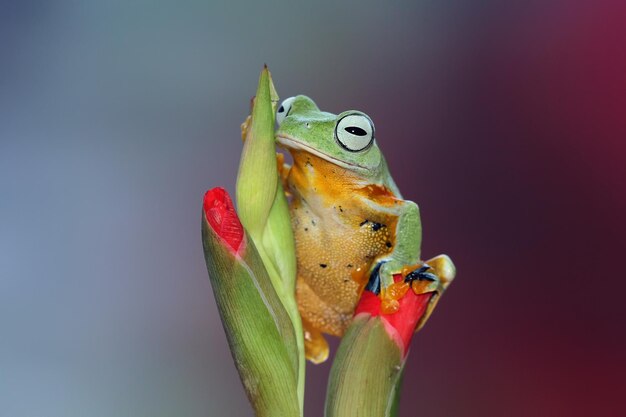 Flying frog sitting on green leaves beautiful tree frog on green leaves rachophorus reinwardtii Javan tree frog on branch