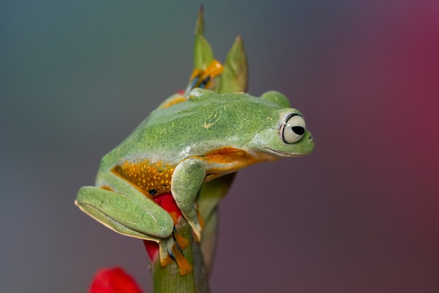 Free photo flying frog sitting on green leaves