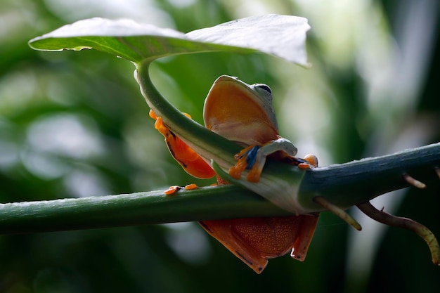 녹색 잎에 앉아 날아다니는 개구리 rachophorus reinwardtii 청개구리