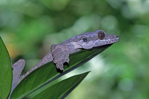 Flying gecko camouflage on green leaves flying gecko closeup on tree