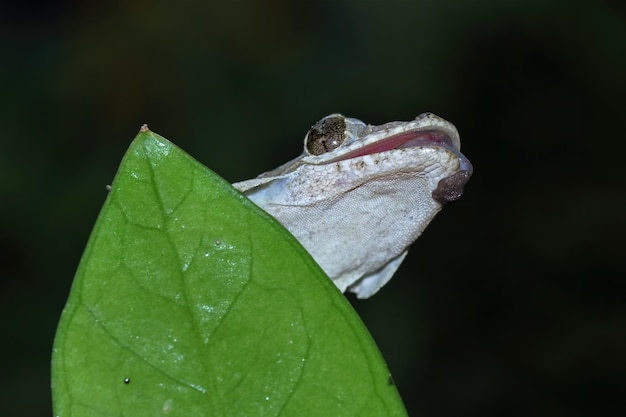 緑の葉に飛んでいるヤモリのカモフラージュ木の上に飛んでいるヤモリのクローズアップ