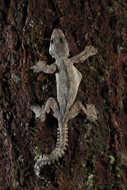 Flying gecko camouflage on wood flying gecko closeup on tree