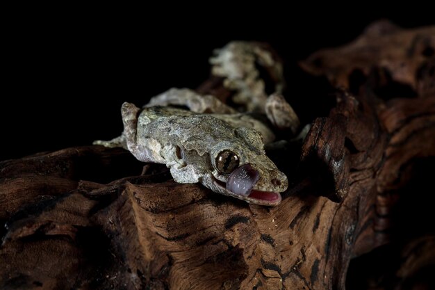 Free photo flying gecko camouflage on wood flying gecko closeup on tree