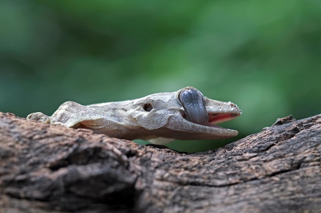 Free photo flying gecko camouflage on wood flying gecko closeup on tree