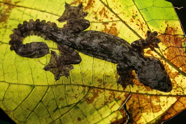 Free photo flying gecko on gree leaves flying gecko camouflage on leaves