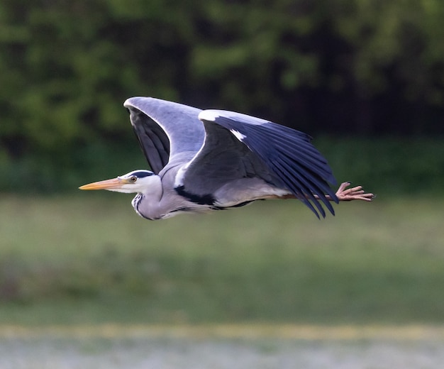 Airone cenerino in volo che vola