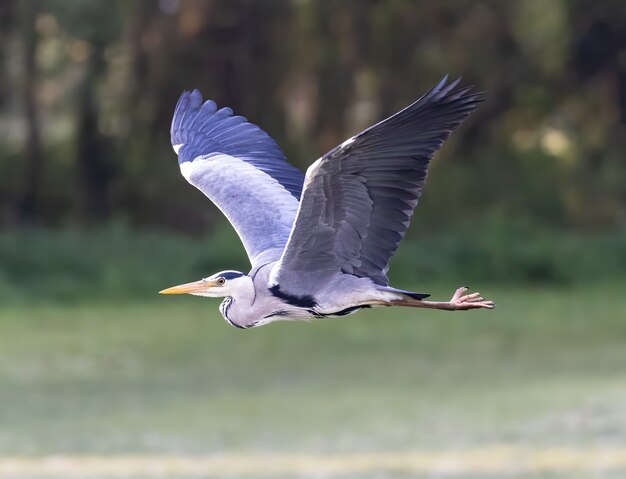 Flying gray heron