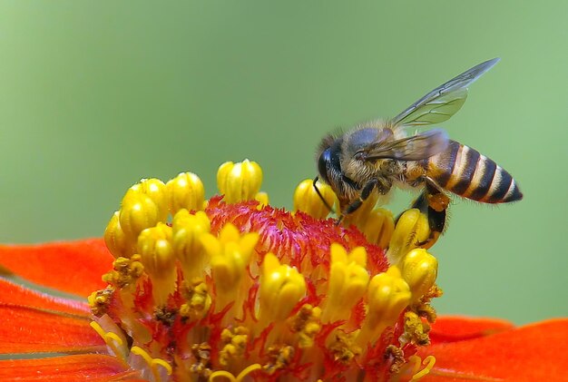Летающая медоносная пчела собирает пыльцу на желтом цветке Пчела пролетает над желтым цветком на размытом фоне
