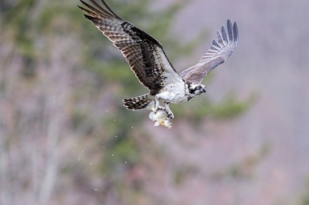 Flying osprey holding a fish with its legs under the sunlight with a blurry
