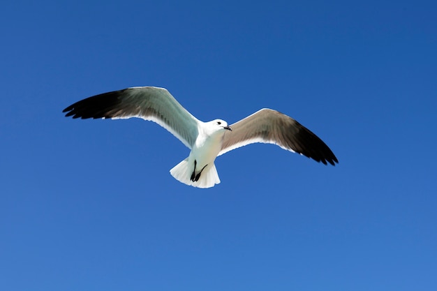 Летящая чайка в голубом небе летом