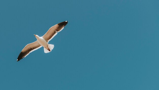 Flying seagull in a blue sky