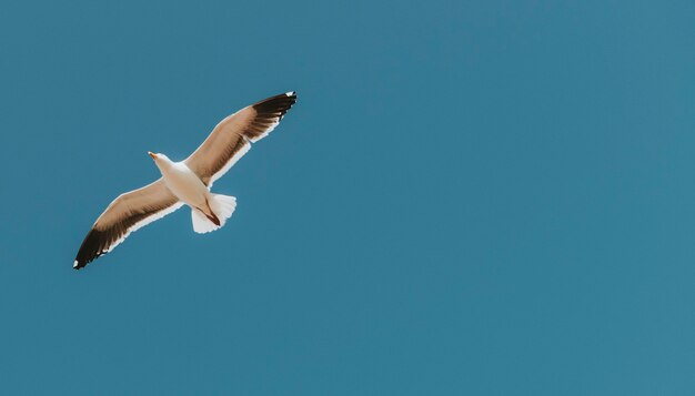 青い空を飛ぶカモメ